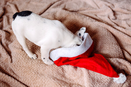 French Bulldog puppy hiding in a Santa hat photo