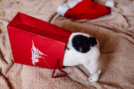 French Bulldog puppy hiding in a gift bag 5 photo