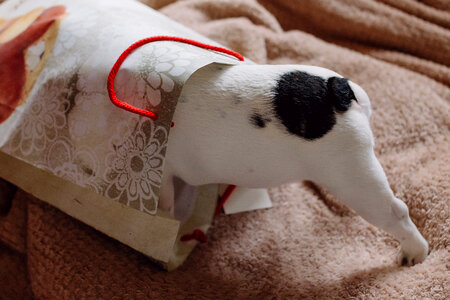 French Bulldog puppy hiding in a gift bag photo