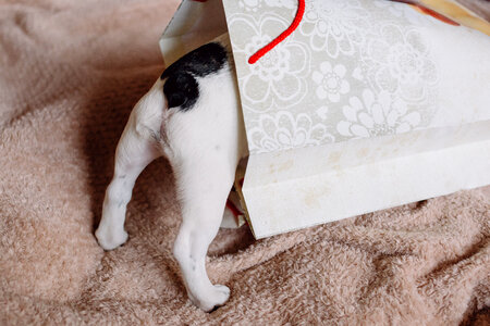 French Bulldog puppy hiding in a gift bag 2 photo