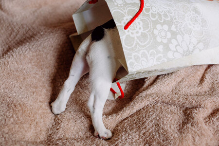 French Bulldog puppy hiding in a gift bag 3 photo