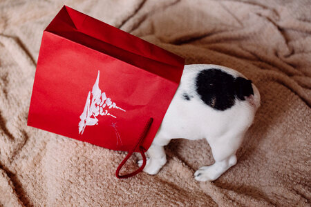 French Bulldog puppy hiding in a gift bag 4 photo