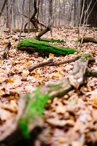 Fallen tree trunks covered in moss 2 photo
