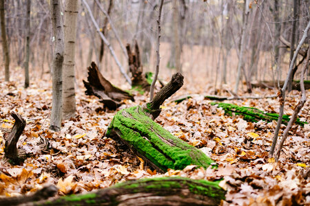 Fallen tree trunks covered in moss photo