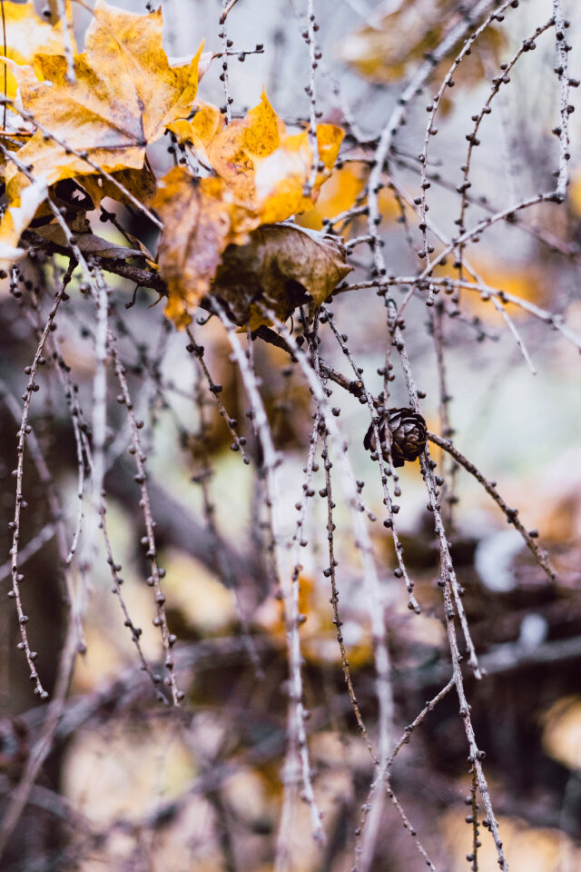 Autumn larch twigs 3