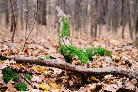 Fallen tree trunks covered in moss 3 photo