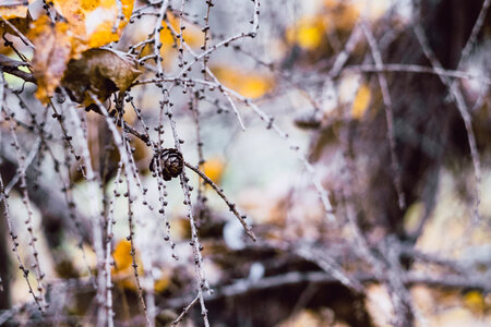 Autumn larch twigs 2