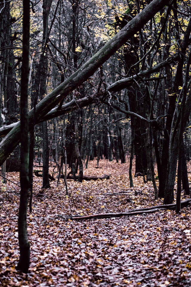 Late autumn forest