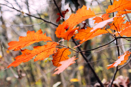 Autumn red oak leaves