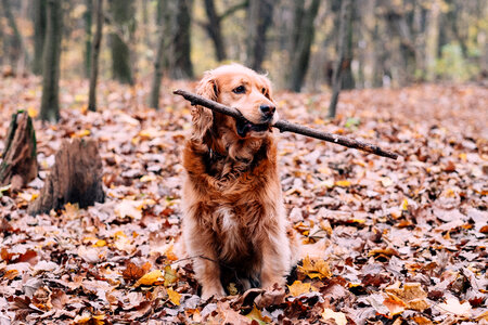 Red Golden Retriever in the forest photo
