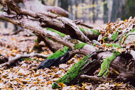 Fallen tree trunks covered in moss 4 photo