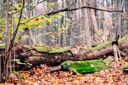 Fallen tree trunks covered in moss 5 photo