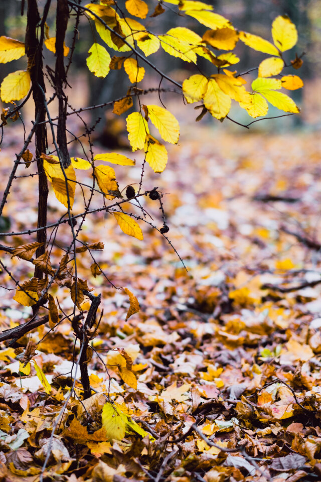 Late autumn tree twigs