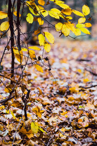 Late autumn tree twigs photo