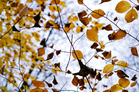 Autumn beech leaves 2 photo