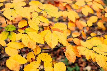 Autumn beech leaves photo