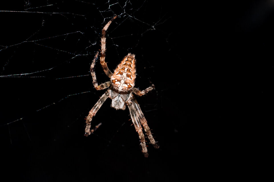 Spider on its web closeup 3 photo