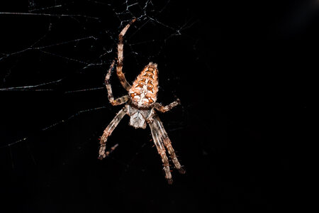 Spider on its web closeup 3