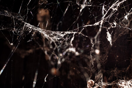 Spider webs 3 photo