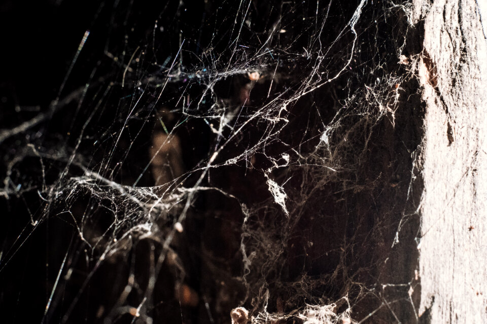 Spider webs photo