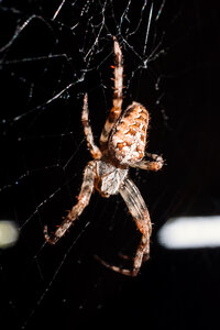 Spider on its web closeup photo