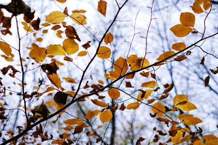 Autumn beech leaves 3 photo