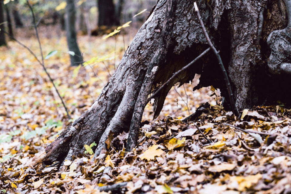Old tree trunk base