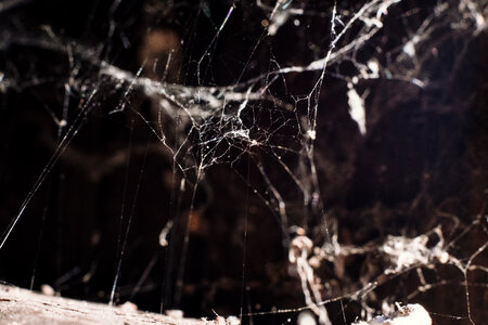 Spider webs 2