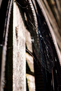 Spider’s web 2 photo