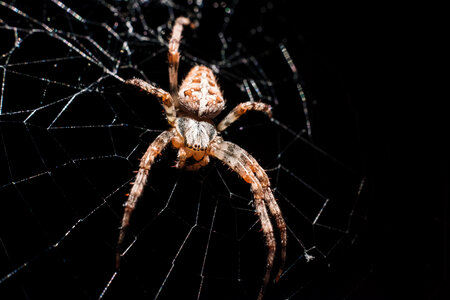 Spider on its web closeup 2 photo