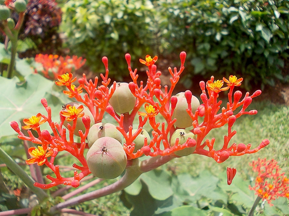 Fruits flowering plant euphorbiaceae
