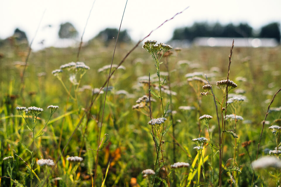 Wild flowers meadow 2