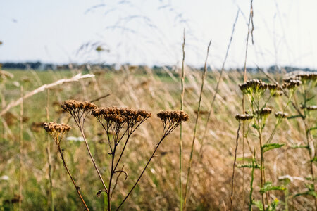 Dried wild flowers meadow photo