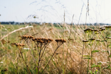 Dried wild flowers meadow
