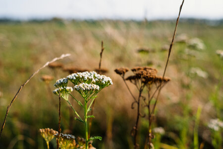 Wild flowers meadow 3 photo