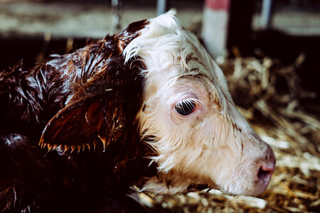 Newborn calf portrait