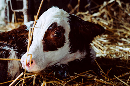 Newborn calf portrait 3 photo