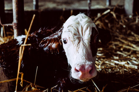 Newborn calf portrait 2 photo