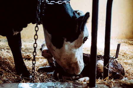 Newborn calf being cleaned by its mother 5