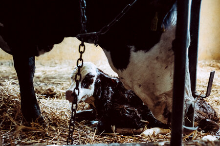 Newborn calf being cleaned by its mother 4 photo