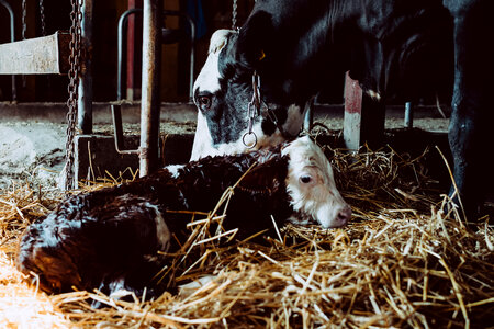 Newborn calf being cleaned by its mother 3 photo