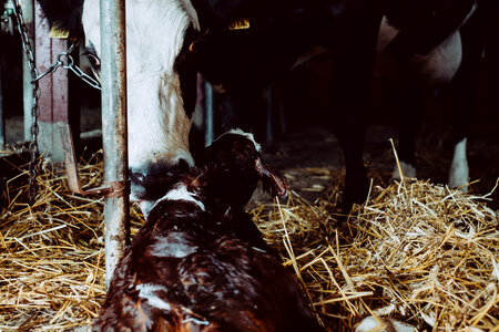 Newborn calf being cleaned by its mother 2 photo