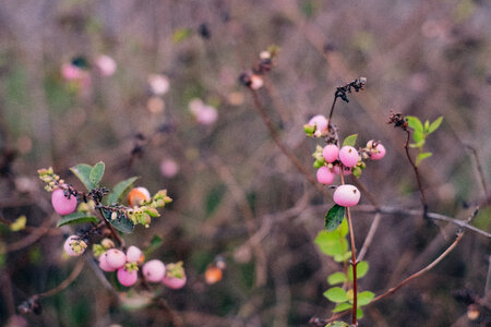 Pink magic berry 3