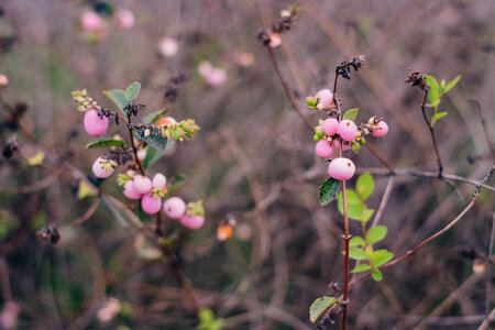 Pink magic berry 2