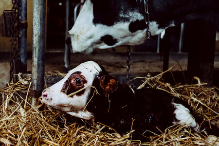 Newborn calf being cleaned by its mother photo