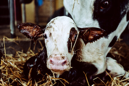 Newborn calf being cleaned by its mother closeup photo