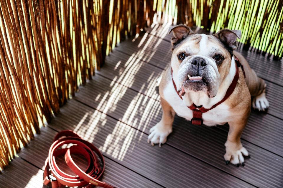 English Bulldog in a harness 2