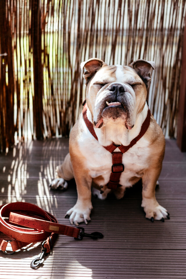 English Bulldog in a harness 3