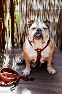 English Bulldog in a harness 3 photo