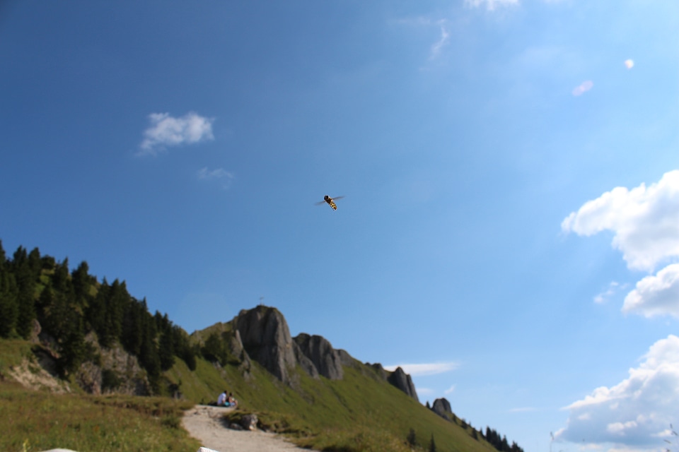 Summer mountains fly